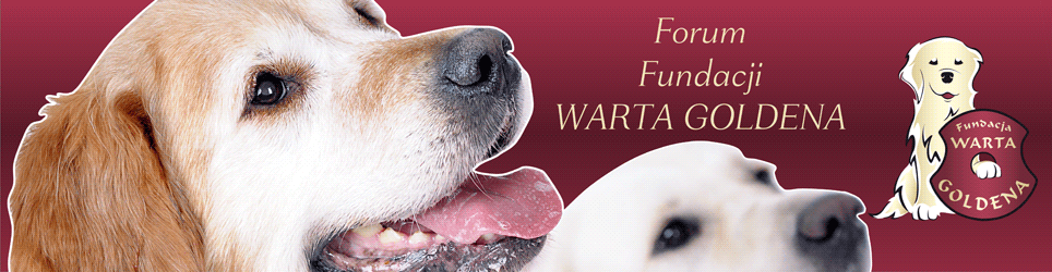 Forum Fundacji Warta Goldena Strona Gwna